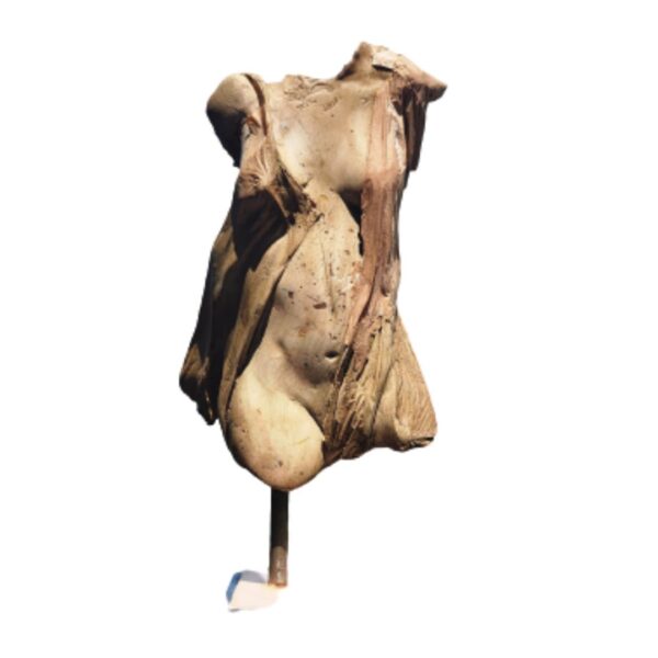 Draping Study 1